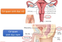 Chủ đề 3: Khác Biệt Giữa Cơ Thể Nam Và Nữ